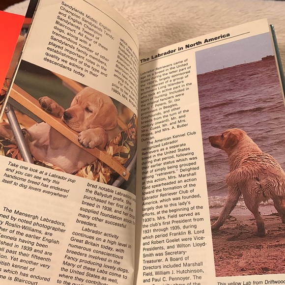 🔥4/$25🔥Labrador retrievers into guide - Picture 4 of 7